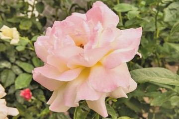 Красивые розы в саду