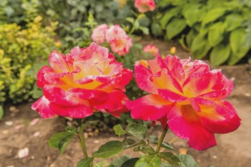 Красивые розы в саду