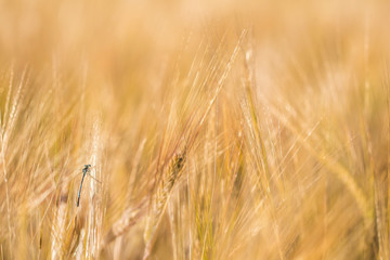 Damselfly hiding in Barley