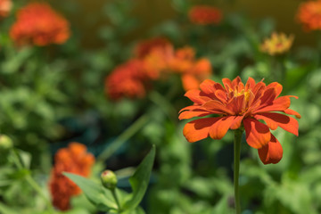 Beautiful orange flower among nature 