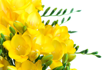 Yellow Freesia bouquet on white background.