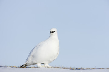 Schneehuhn auf Nahrungssuche