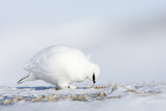 Schneehuhn bei der Nahrungsaufnahme