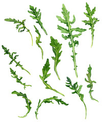 leaves of arugula