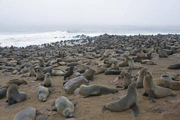 Ohrenrobbenkolonie am Strand