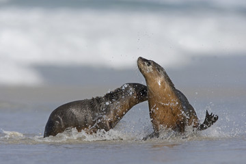 Junge Seelöwen spielen miteinander