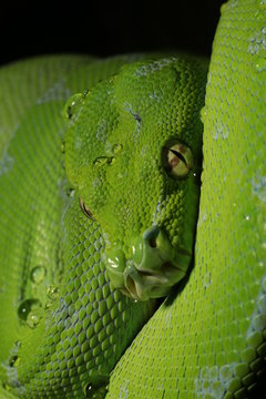 Morelia viridis