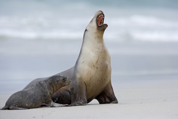 Naklejka premium Seelöwe brüllt