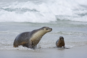 Junger Seelöwe mit Muttertier