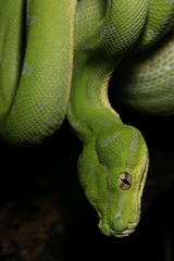 Morelia viridis