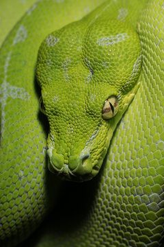 Morelia viridis