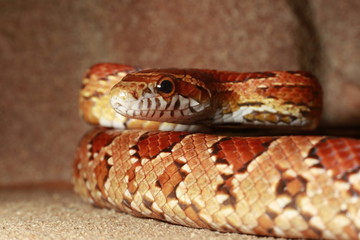 Kornnatter (Pantherophis guttatus)