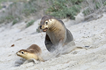 Männlicher Seelöwe Jagd ein Weibchen