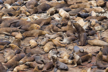 Mähnenrobbenkolonie am Strand