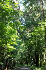 Fototapeta premium 雑木林