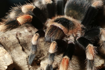 Brachypelma smithi