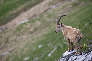 Alpensteinbock an der Felskante