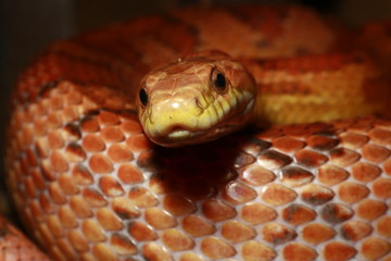 Kornnatter (Pantherophis guttatus)