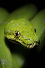 Morelia viridis