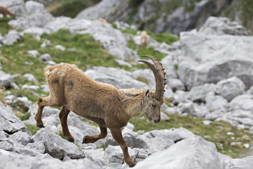 Alpensteinbock klettert über die Felsen