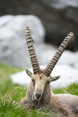 Alpensteinbock ruht sich aus