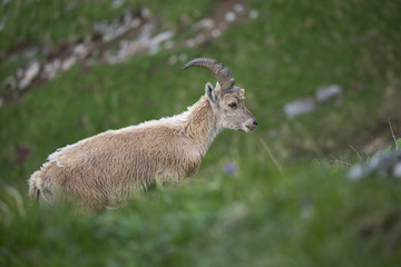 Alpensteinbock durchstreift die Berghänge