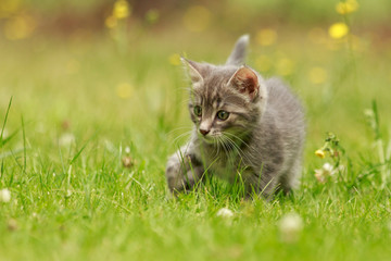 Kitten