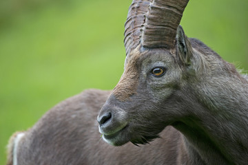 Alpensteinbock Porträt