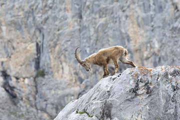 Alpensteinbock klettert über die Felsen