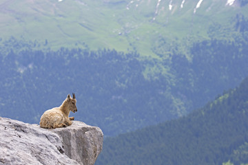 Junger Alpensteinbock an der Felskante