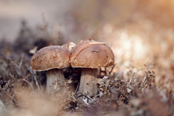 Cepes grow in a reindeer lichen.