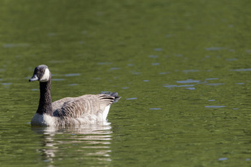 Kanadagans am See