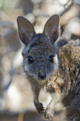 Derbywallaby Porträt