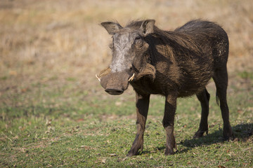 Warzenschwein auf Nahrungssuche