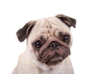 Mops – Portrait