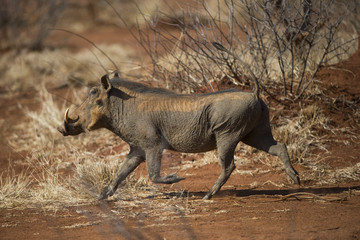 Warzenschwein rennt davon