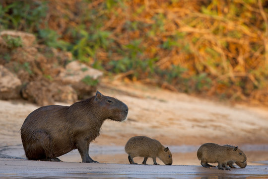 Capybara mit Jungen am Flu&szlig;