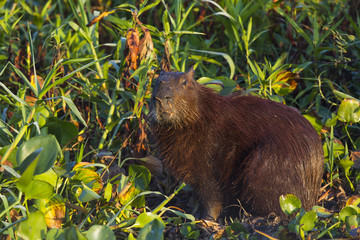 Capybara frisst Wasserpflanzen