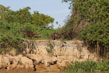 Capybaras auf der Uferböschung