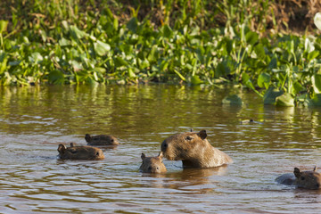 Capybaragruppe schwimmt im Fluß