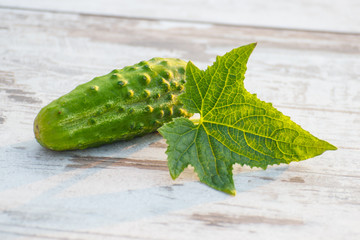 Cucumber with leaves on table in garden on sunny day