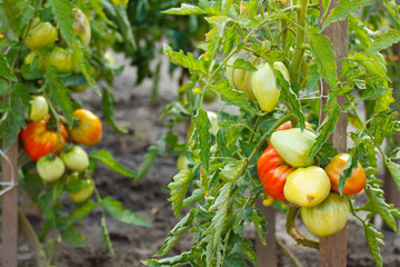 Tomatoes growing in garden on sunny day