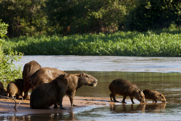 Capybarafamilie am Fluß © aussieanouk