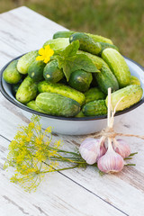 Cucumbers in metal bowl and fresh garlic with dill in garden on sunny day