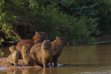 Capybarafamilie am Fluß © aussieanouk