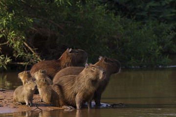 Capybarafamilie am Fluß