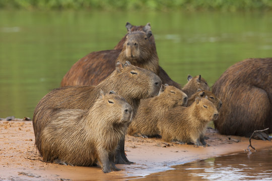 Capybarafamilie am Flu&szlig;