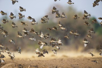 Webervogelschwarm fliegt davon