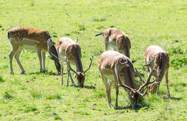 Fallow deer grazing