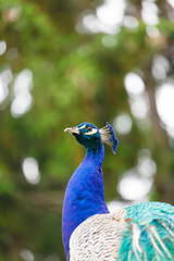 Portrait of a peacock.